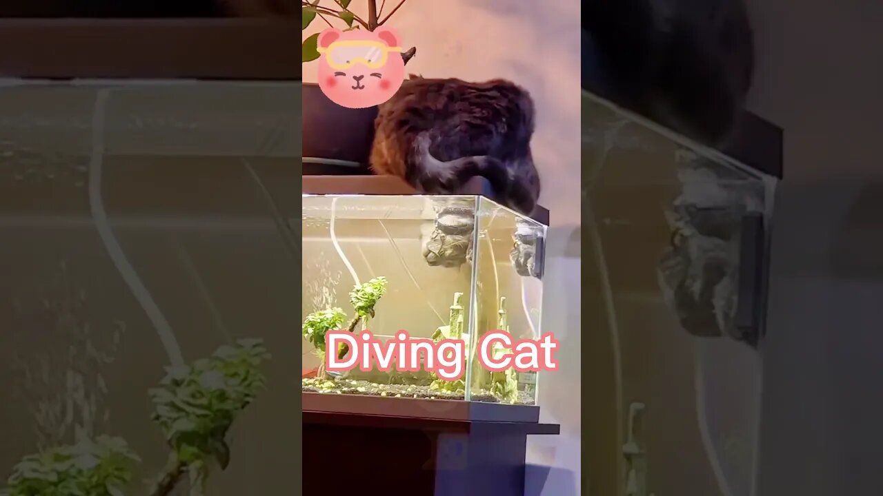 🐱Cutest Cats🐱😮Cats can do that🌊