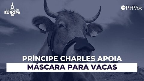 Máscara facial para vacas começa a ser discutido
