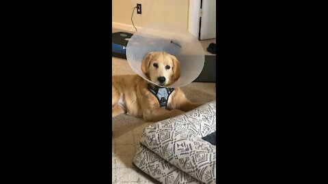 Golden retriever tries to eat a salad