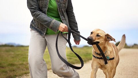 Simple Tips On Training Your Dog To Become Fully Aggressive