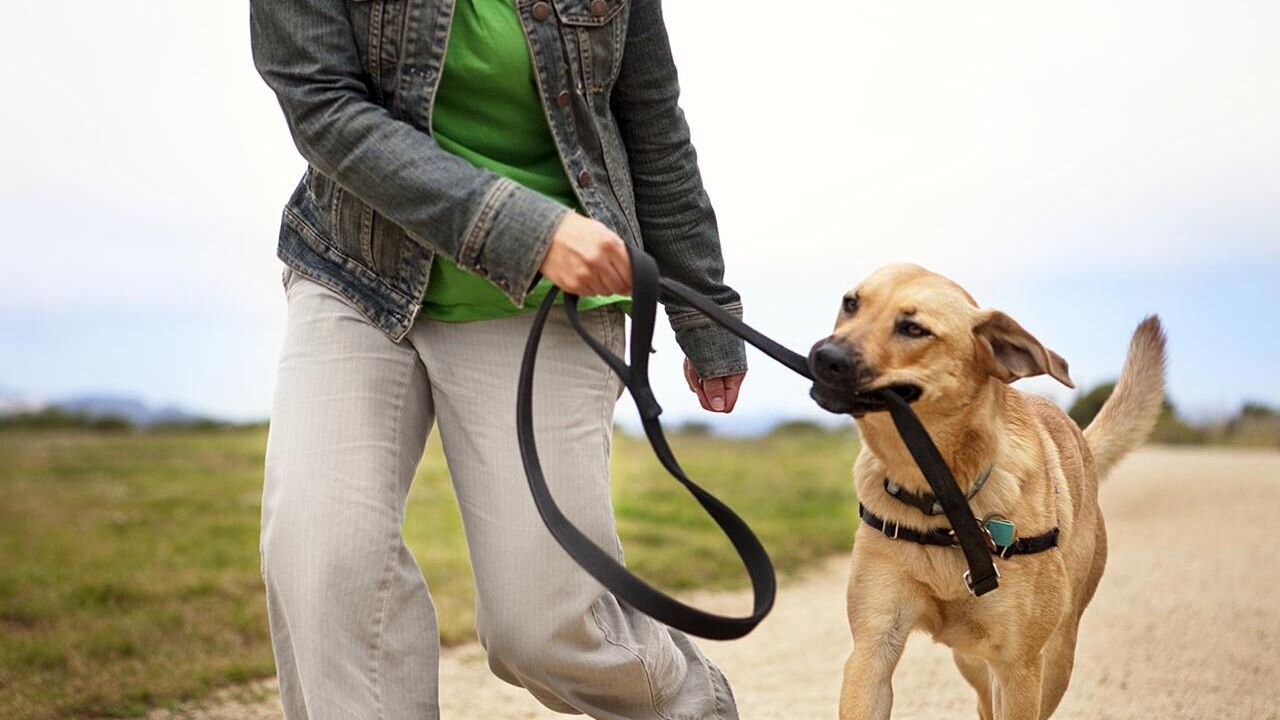 Simple Tips On Training Your Dog To Become Fully Aggressive