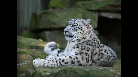 snow Panther