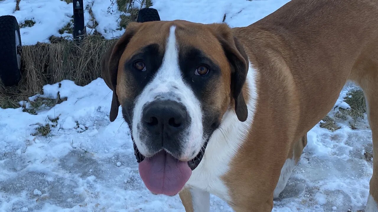 Puppy playtime- snow is almost gone