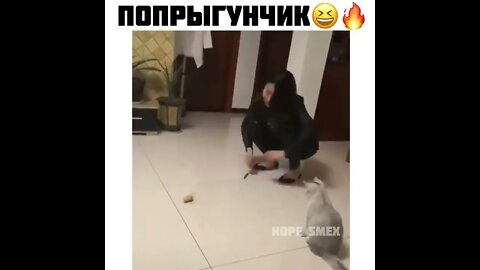 #приколы #мирослав #лебіга #капуста #гумор #блогер #українською #смішно #сміх #кіт #кітнепригай #1k