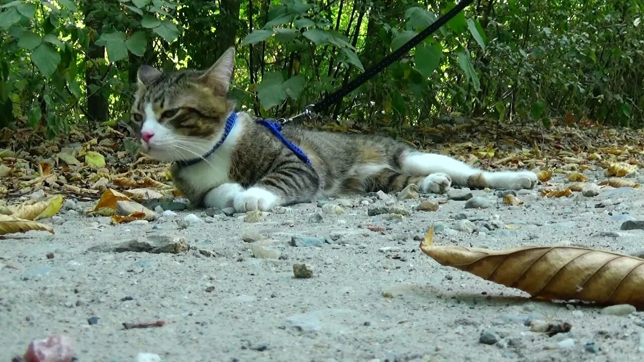 Tired Travelling Cat Takes a Break