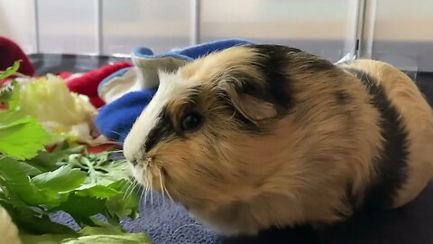 My Guinea pigs and celery