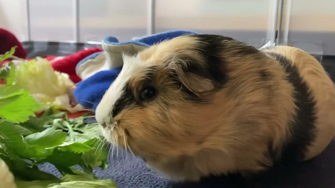 My Guinea pigs and celery