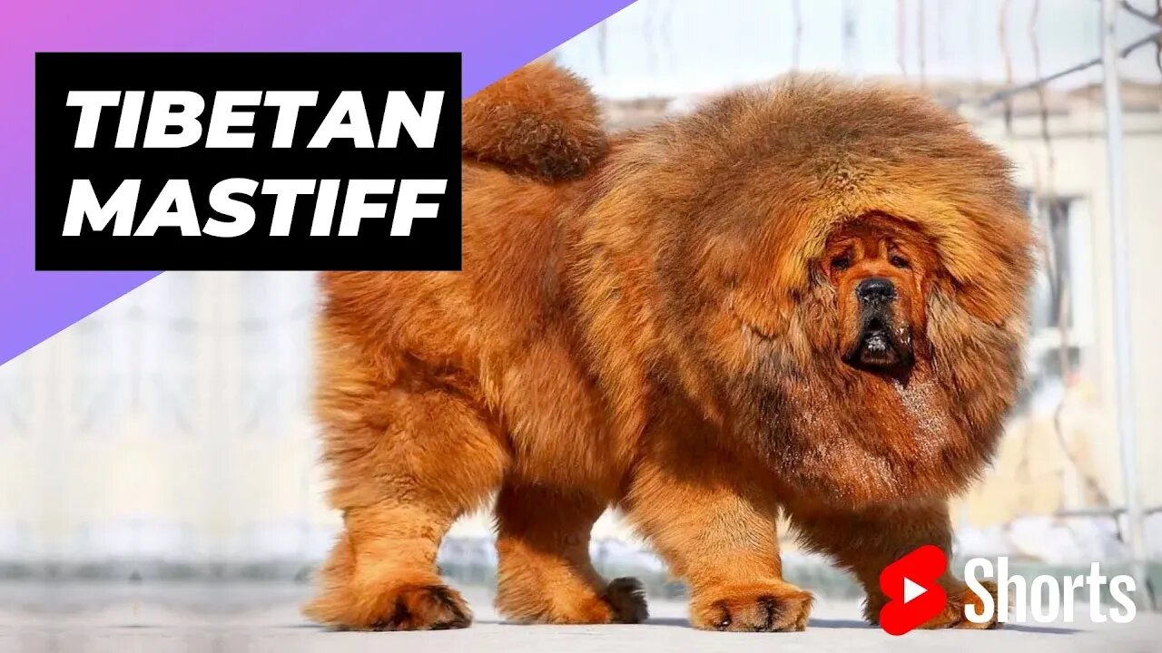 Tibetan Mastiff 🐶 One Of The Most Expensive Dog Breeds In The World #shorts