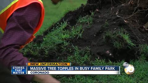 massive tree topples in busy family park