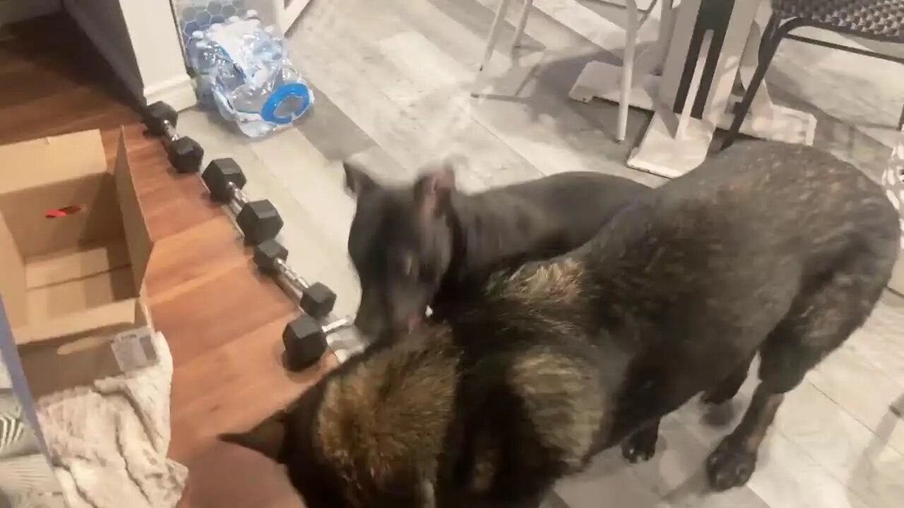 Dogs fighting