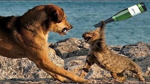 Cats and Dogs Funny Videos Compilation | Cats and Dogs Lover