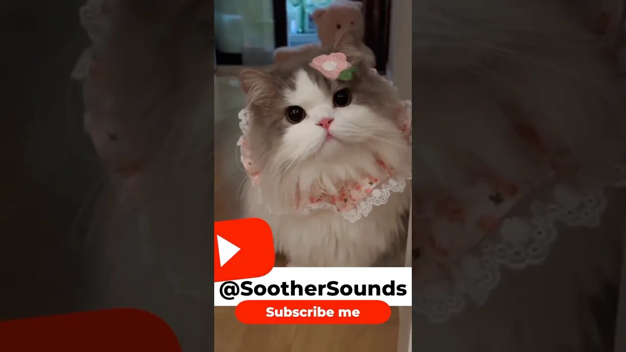“Feline Frenzy: Exploring the Whisker Wonderland!” #adorable #playful #cute #fluffy #sassy #soft