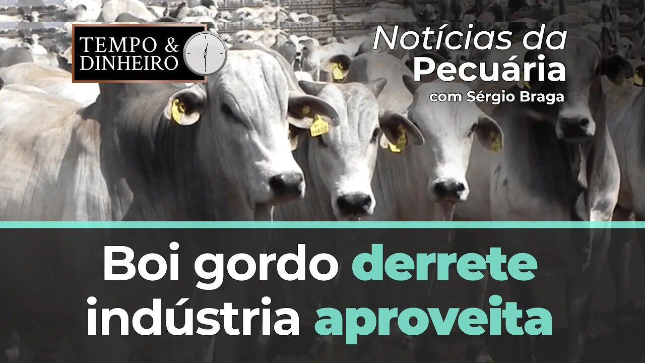 Boi gordo derrete , indústria aproveita e opera comprada na B3