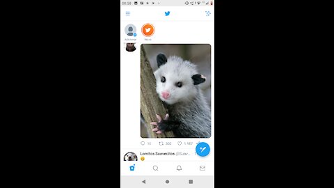 funny cats free moments