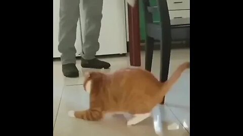 This cat 🤣really knows how to play #shorts #funny #ytshorts #cats #dogs #pets #perros #gatos #猫