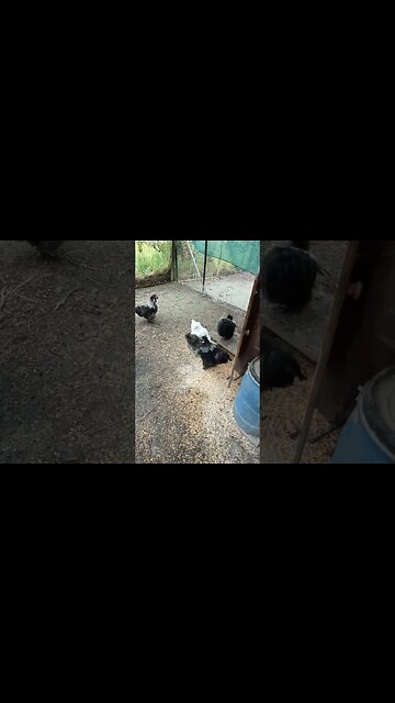 Good Afternoon Silkies