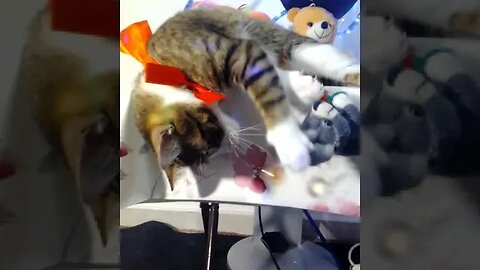 Cat with Red Bow Plays with a Mouse