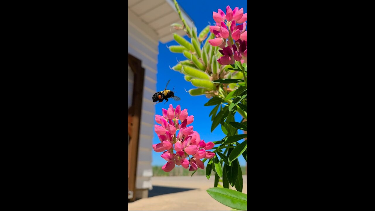 Fuzzy Bumble Bee in the Lupine