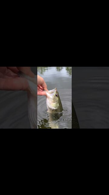 Catch and release fishing. #FinTherapy #Fishing #adventures #pondfishing #beautifulnature
