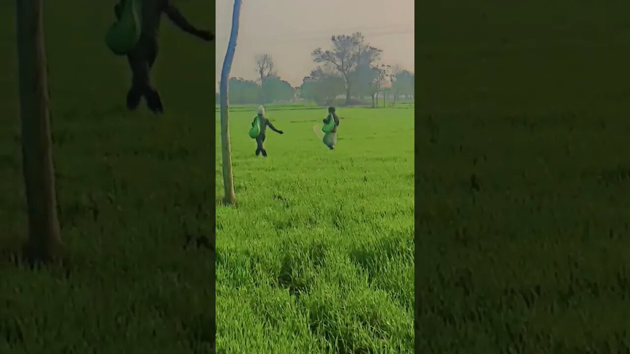 Farming life in punjab pakistan