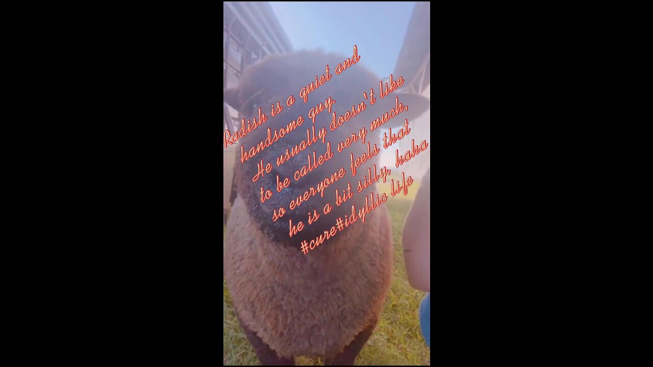 Donkeys and alpacas at home