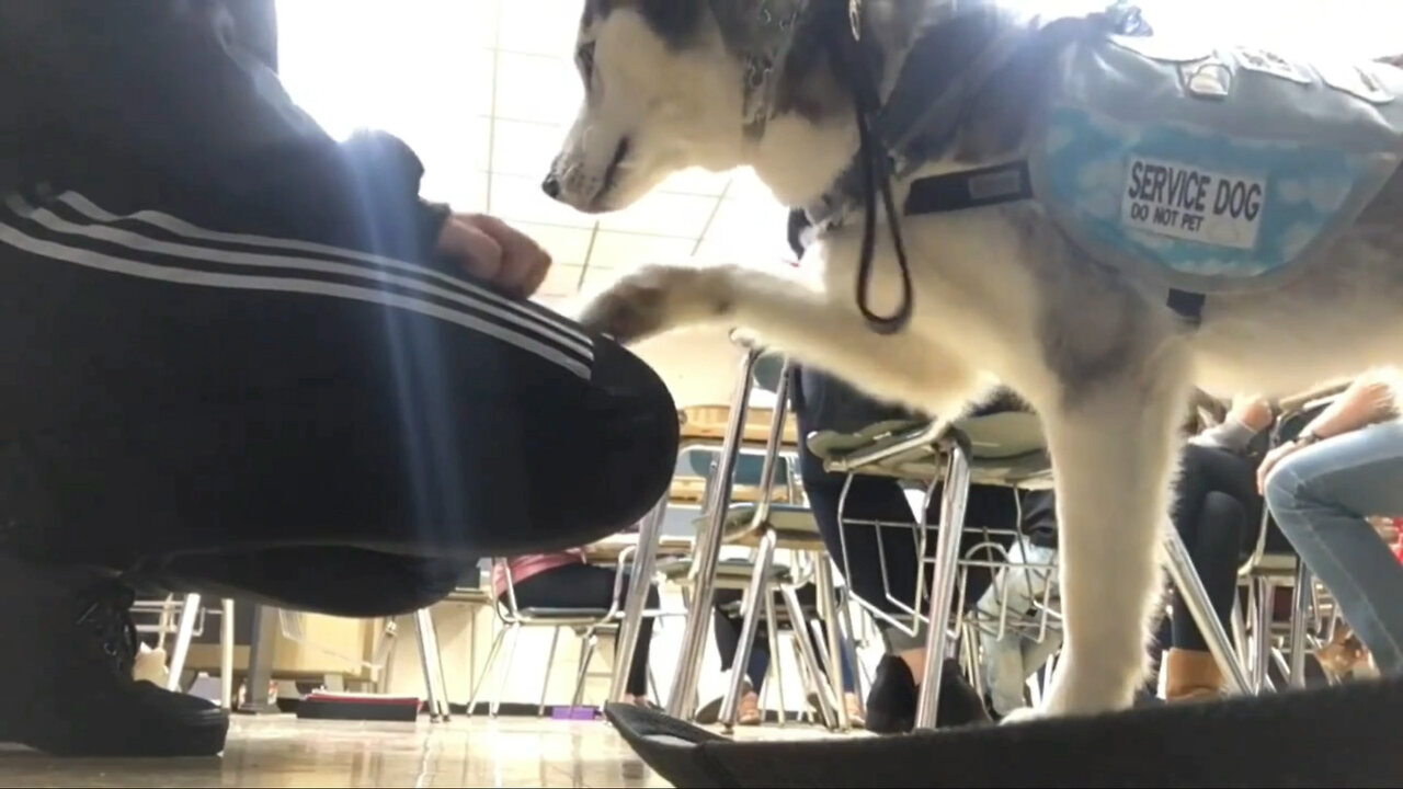 Service dogs attend a day of school