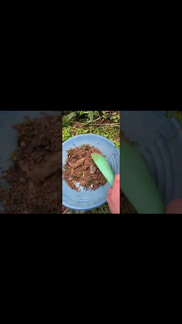 How much gold is contained in this side creek?