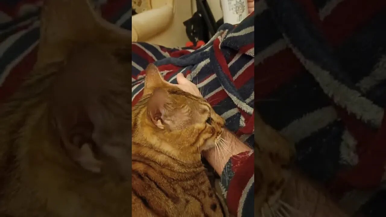 You're filthy! Here, let me help... #bengalcat