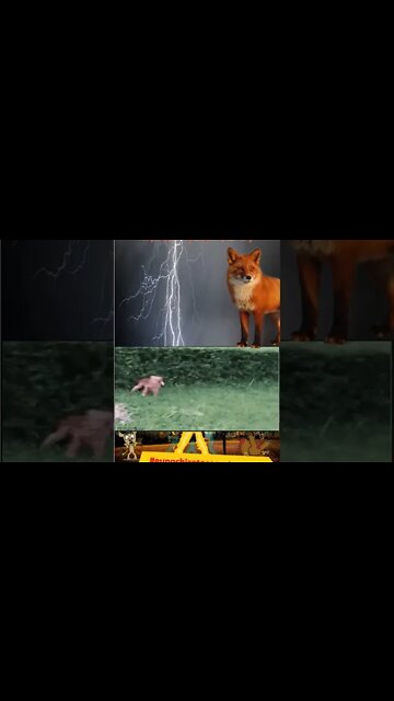 Os cachorros começaram a correr, mas pensei que era uma raposa... #shorts