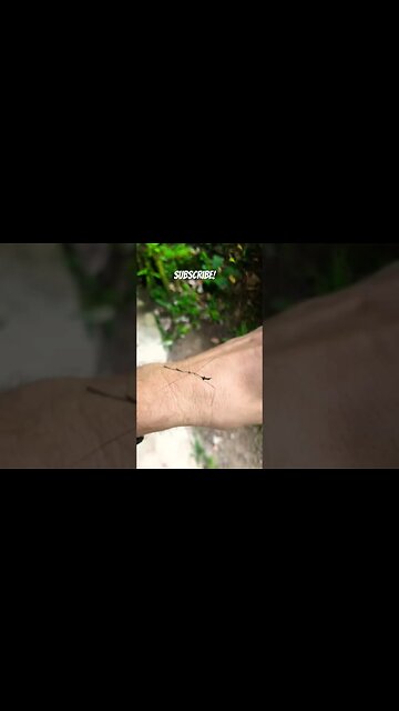 Super Weird Mystery Bug I Found in the Jungle #weird #shorts #animals