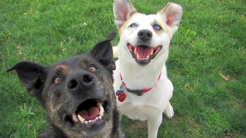 How Dogs Learn to Use Ring Video Doorbell to Get Owner’s Attention