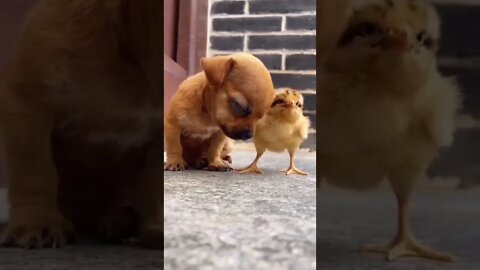 There is also love between animals #shorts #animals #funny #ytshorts #cats #dogs #pets #perros