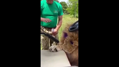 The man selpet lions
