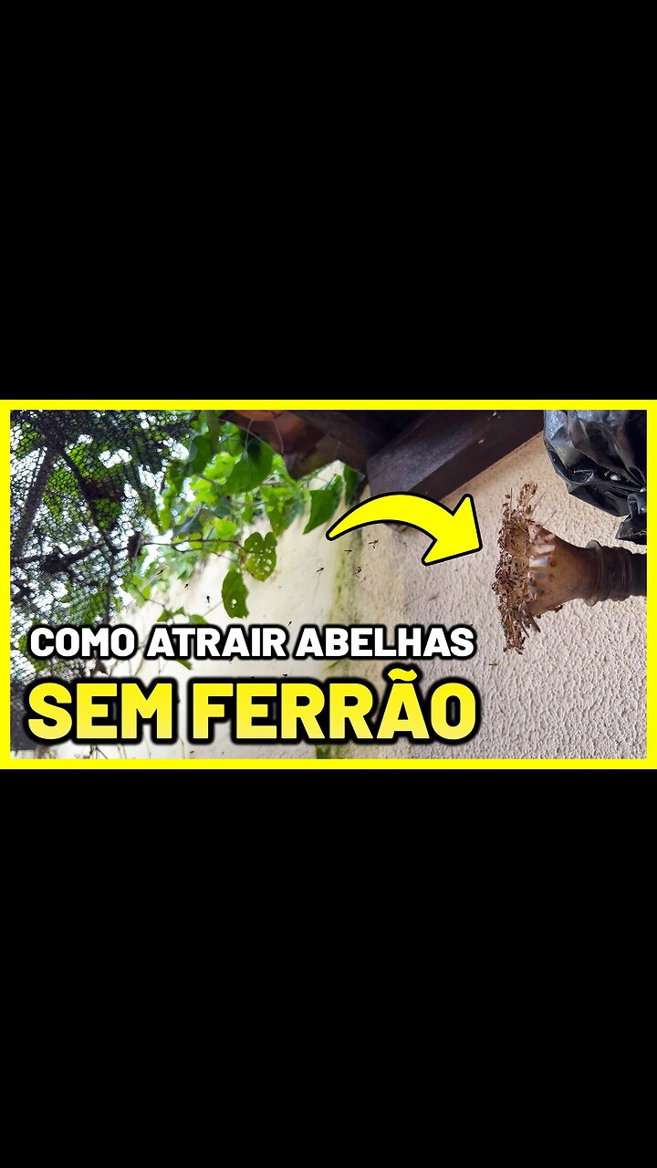 Como fazer ISCAS para atrair abelhas SEM FERRÃO 🐝😲