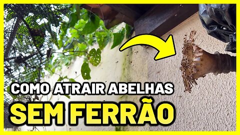 Como fazer ISCAS para atrair abelhas SEM FERRÃO 🐝😲