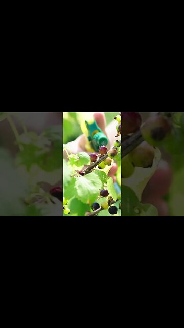 5 DICAS de como CULTIVAR arruda #arruda #cultivo #cuidadoscomplantas