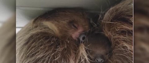 Zoo auctioning name rights to baby sloth