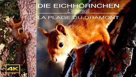 Die Eichhörnchen(Lécureuils )vom La Plage Du Dramont,