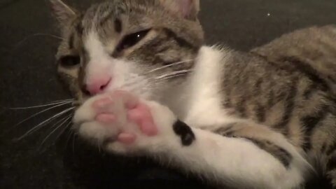 The Paw Beans Must Always Be Clean