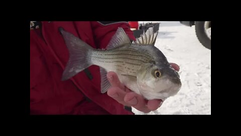 Multispecies Action on Wisconsin’s Lake Petenwell