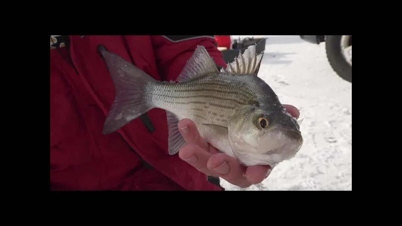 Multispecies Action on Wisconsin’s Lake Petenwell