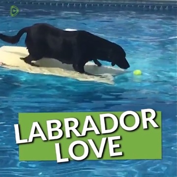 This Compilation Of Labradors Will Renew Your Love For This Amazing Breed