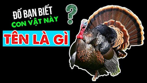 Gà Tây  loài Động Vật Gây Lú Nhất Thế Giới - Câu Chuyện Khám Phá