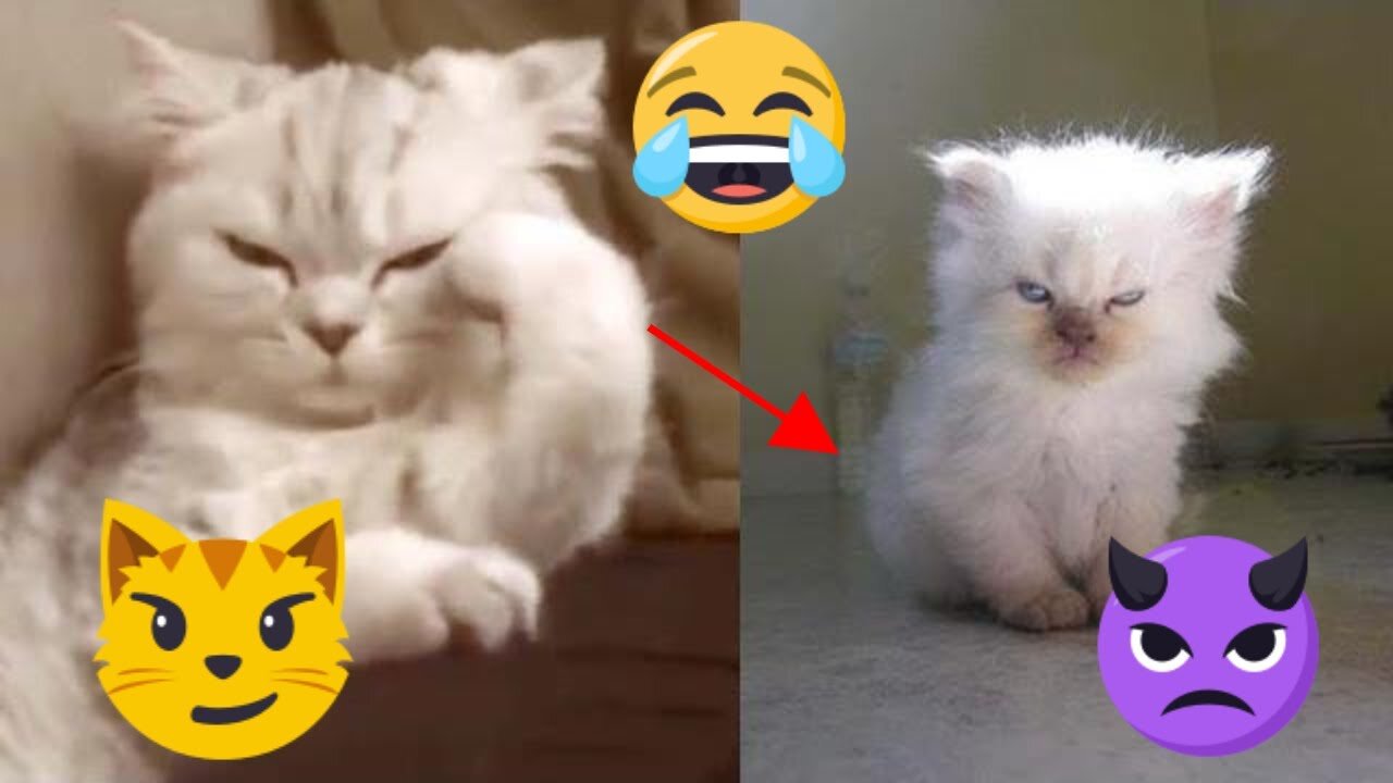 😂 Funny Cats Compilation 🐱 Try Not to Laugh Challenge |V 08| Every Pet's