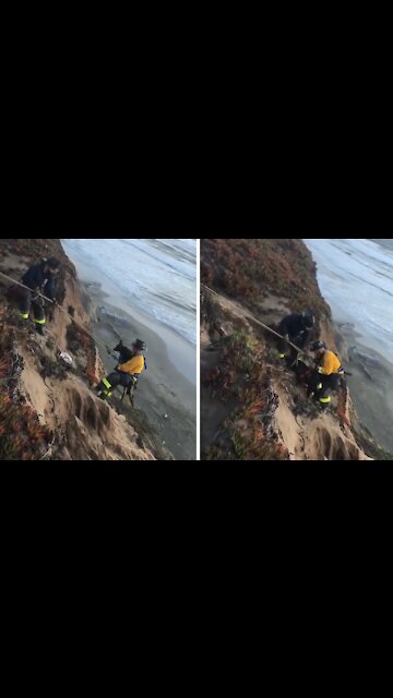Labrador Rescued From Cliff Edge In San Francisco