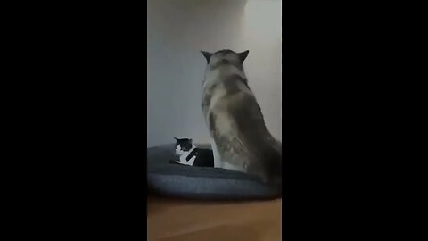 Dog and Cat love #petvideos #funnyvideo