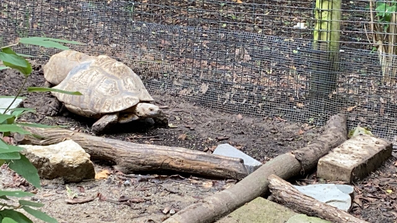 Turtle Race - EPIC!!