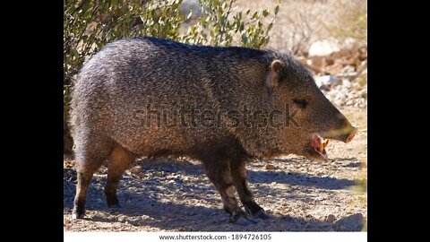 Javelina around