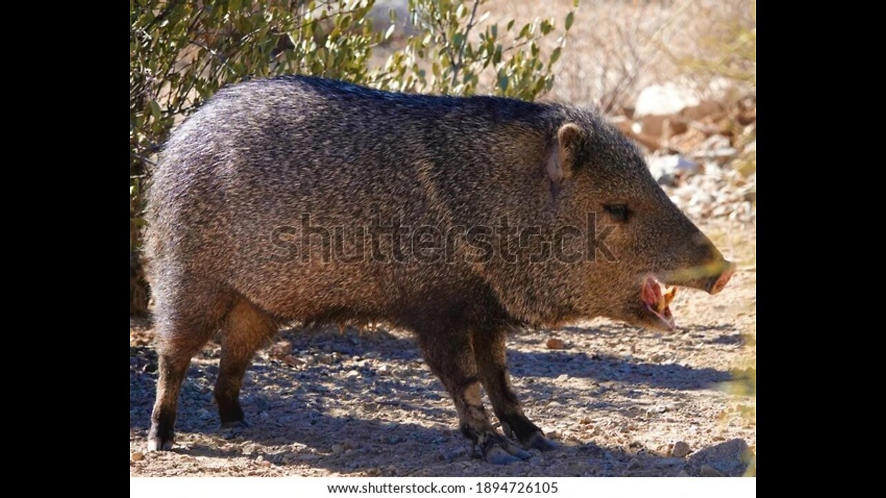 Javelina around