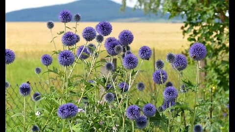 1.1o.24🚨Hat sich Hitler wirklich das Leben genommen? - Das FBI zweifelt (13)🚨👈BOSCHIMO 🇩🇪🇦🇹🇨🇭🇪🇺🇹🇿🐰AAM🎇🥇